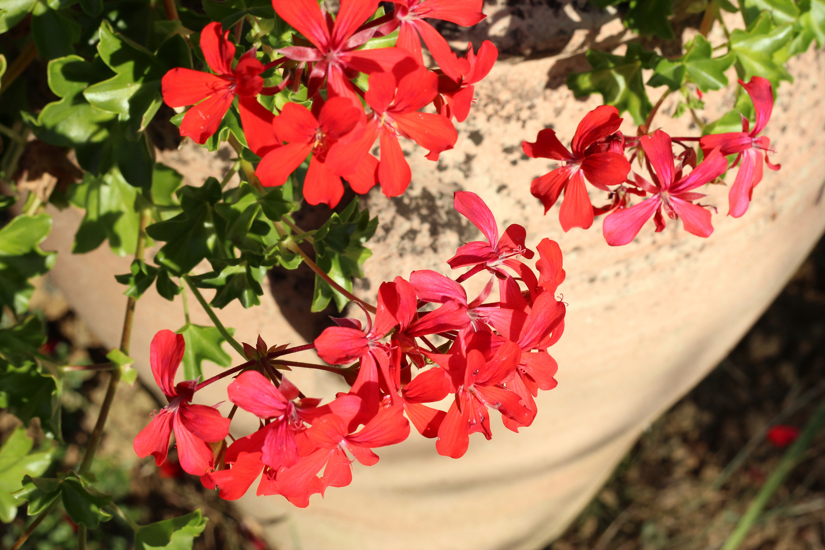 Fleurs du jardin