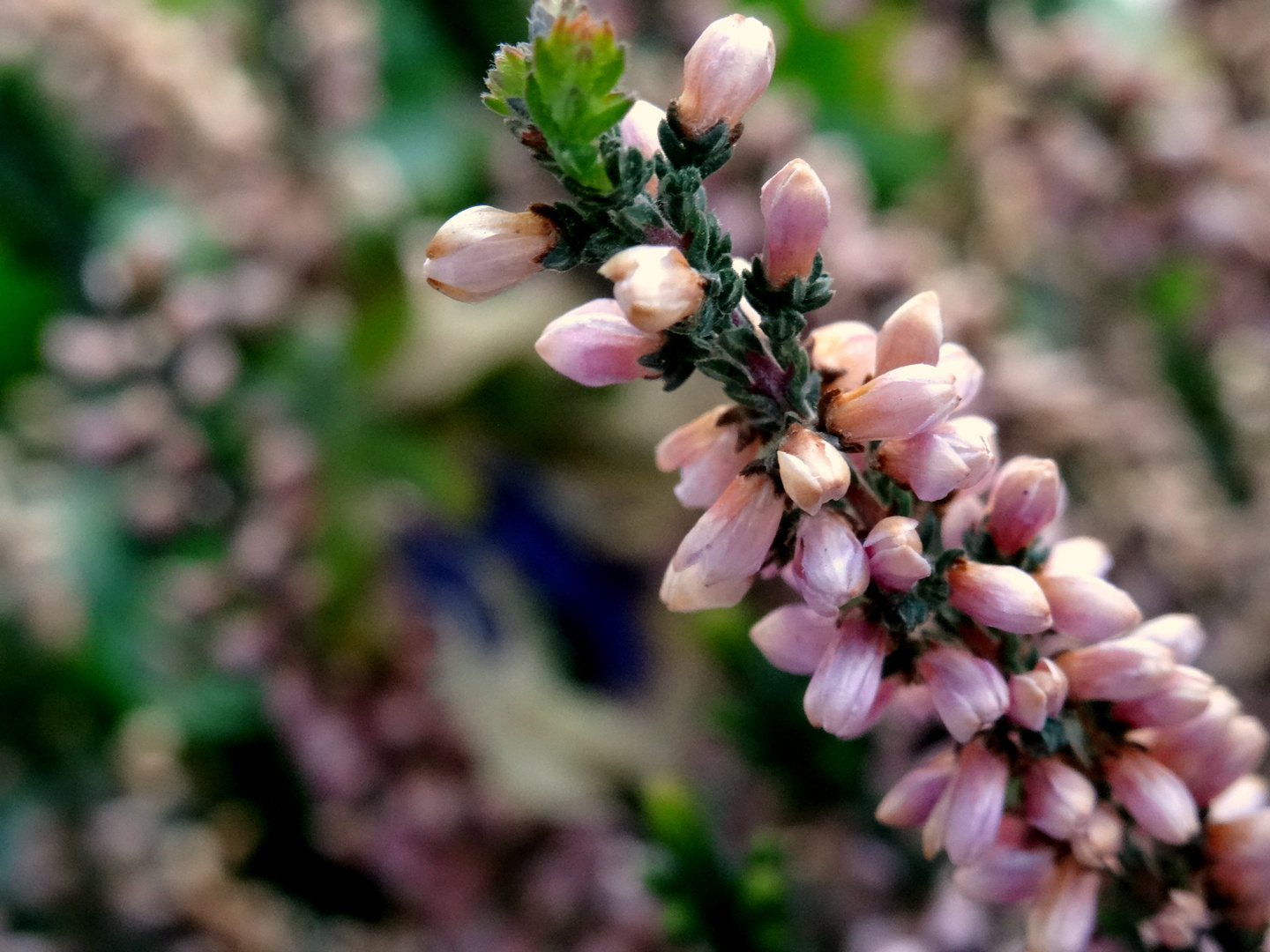 fleurs du jardin