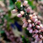 fleurs du jardin