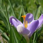 fleurs du jardin