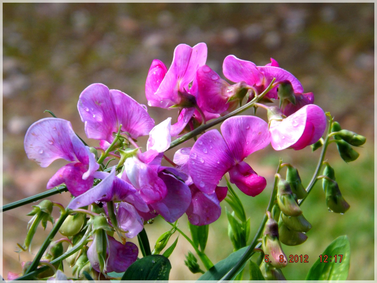 fleurs du jardin