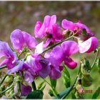 fleurs du jardin