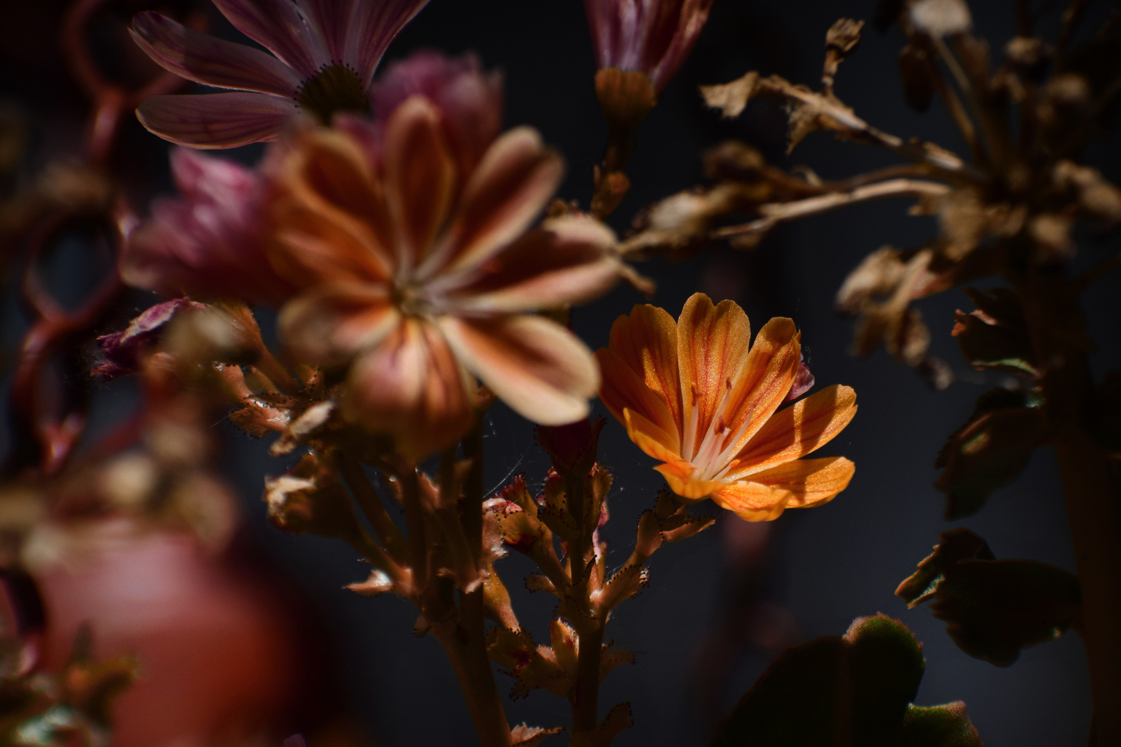 Fleurs du jardin