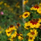 Fleurs du jardin