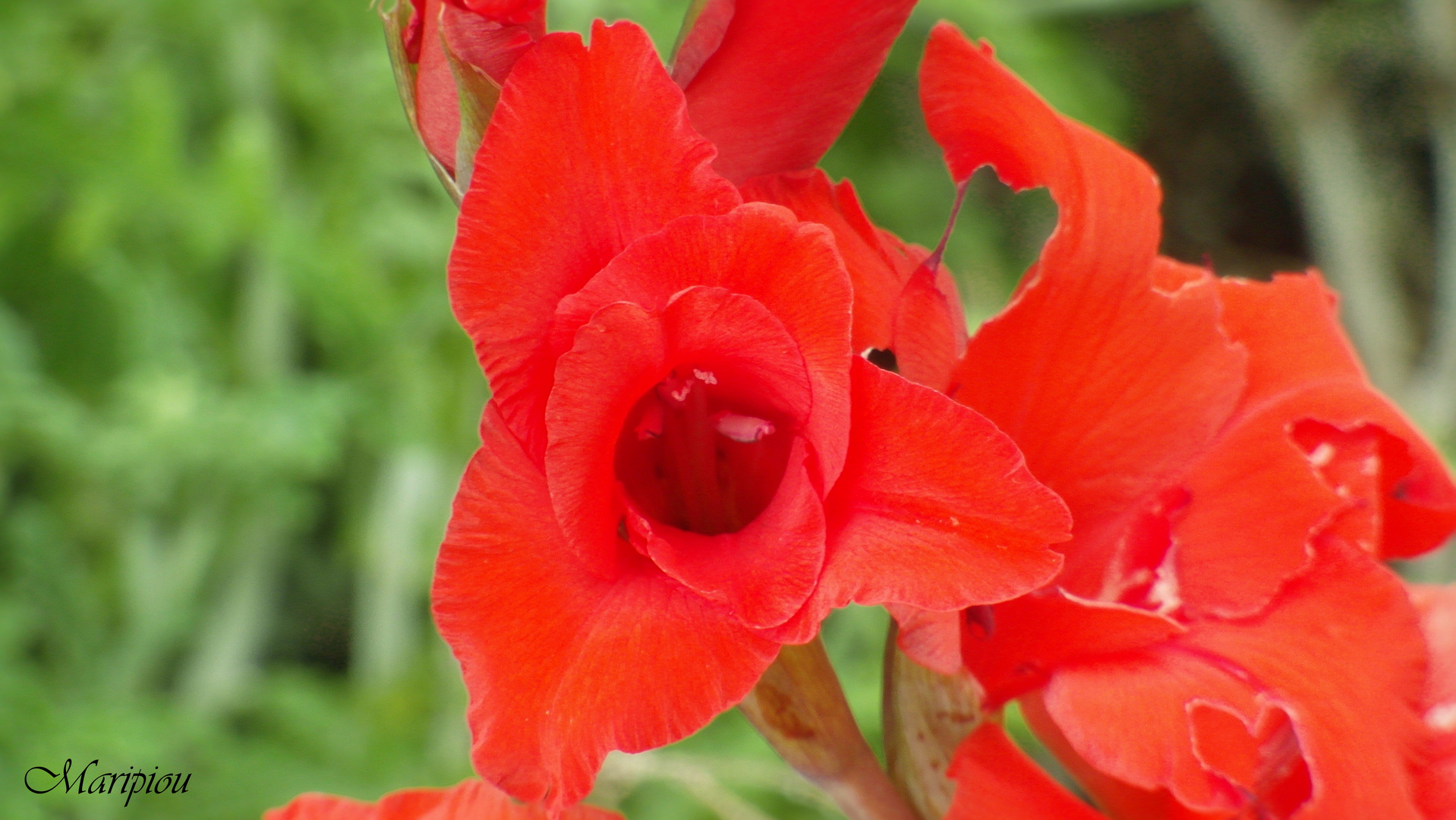 fleurs du jardin