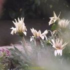 fleurs du jardin