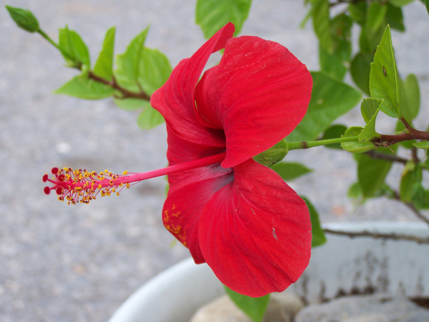 Fleurs du Jardins