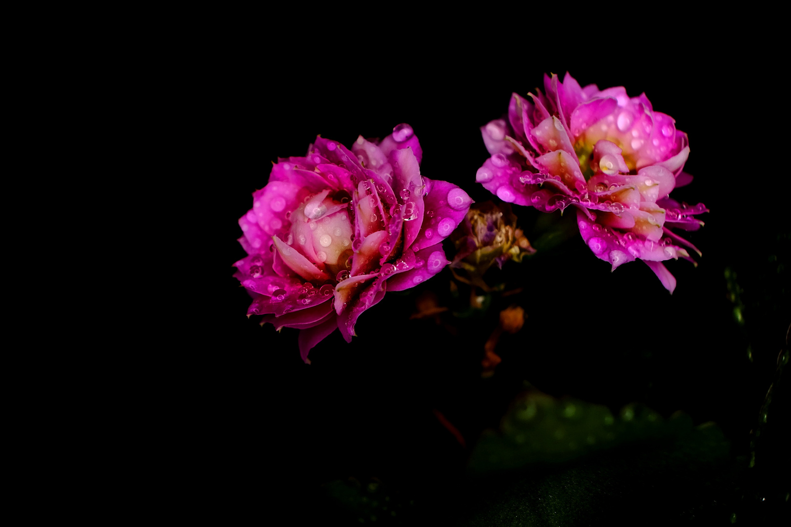 fleurs du Kalanchoé 