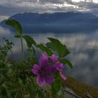 Fleurs du Léman