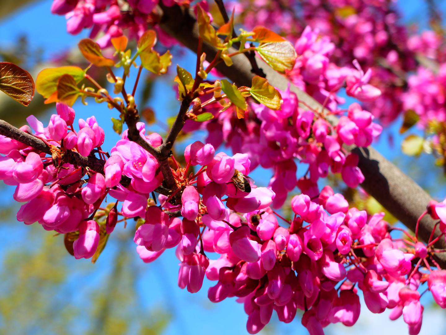 Fleurs du Luberon