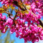 Fleurs du Luberon