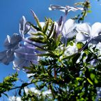 Fleurs du lundi..