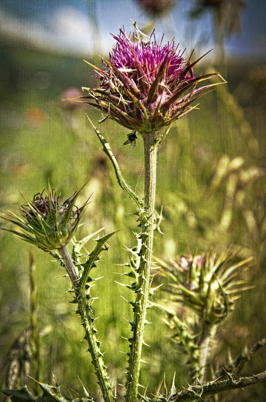 Fleurs du Mal