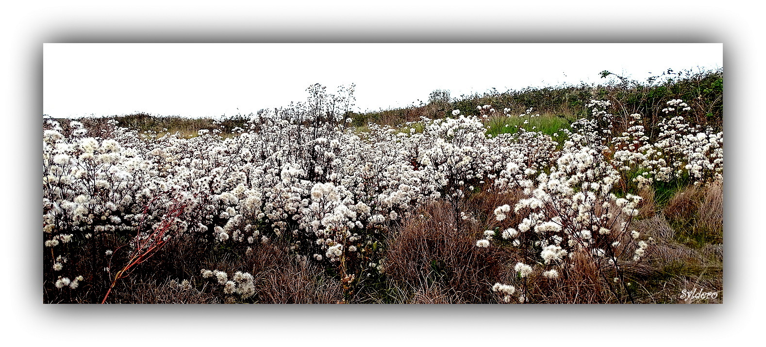 Fleurs du marais