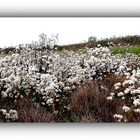 Fleurs du marais