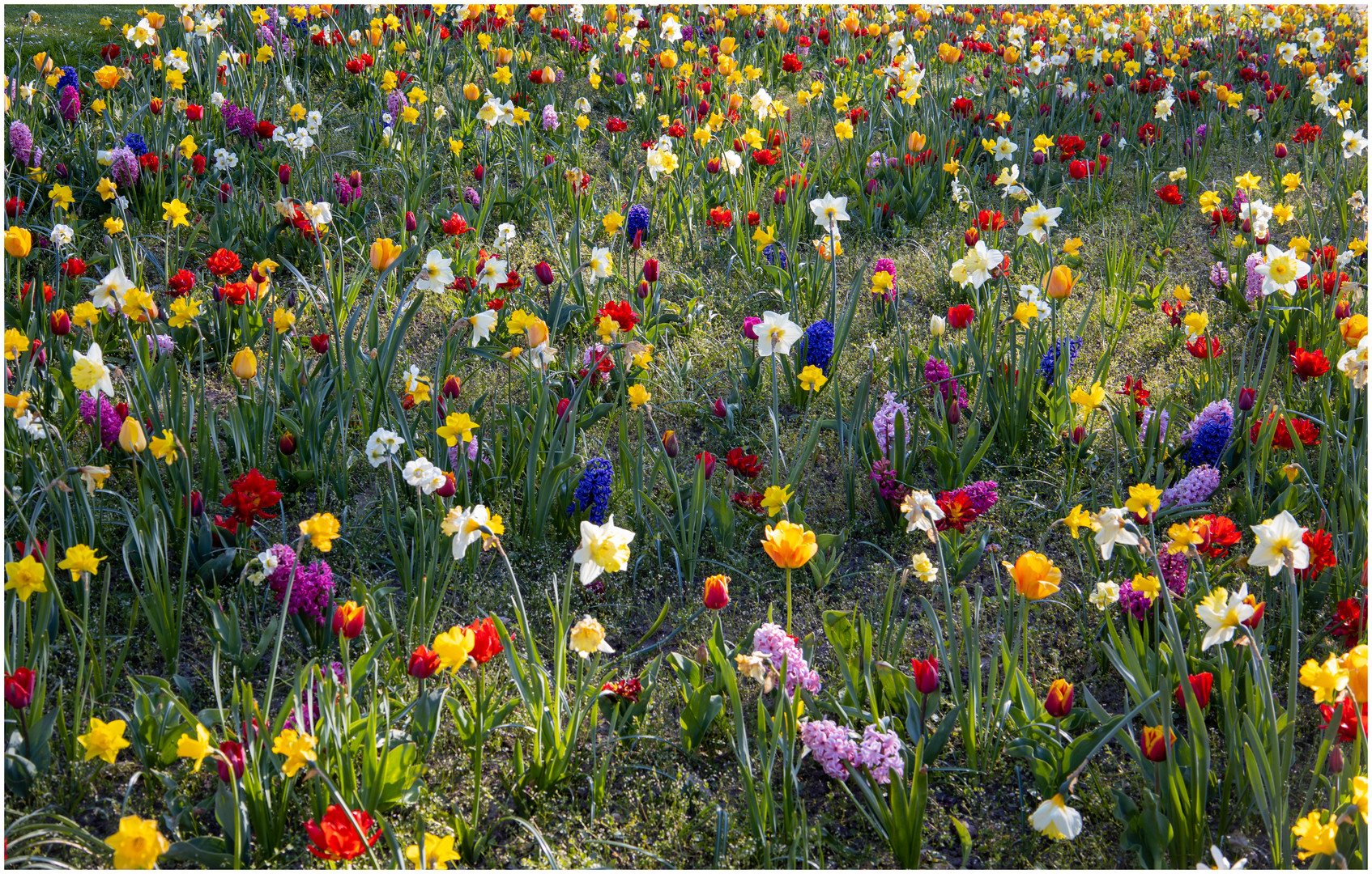 Fleurs du mercredi