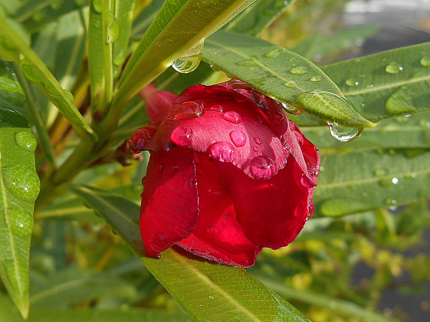 Fleurs du Nerium oleander, bajo la lluvia.