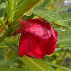 Fleurs du Nerium oleander, bajo la lluvia.