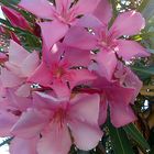 Fleurs du Nerium oleander ( Laurier rose)