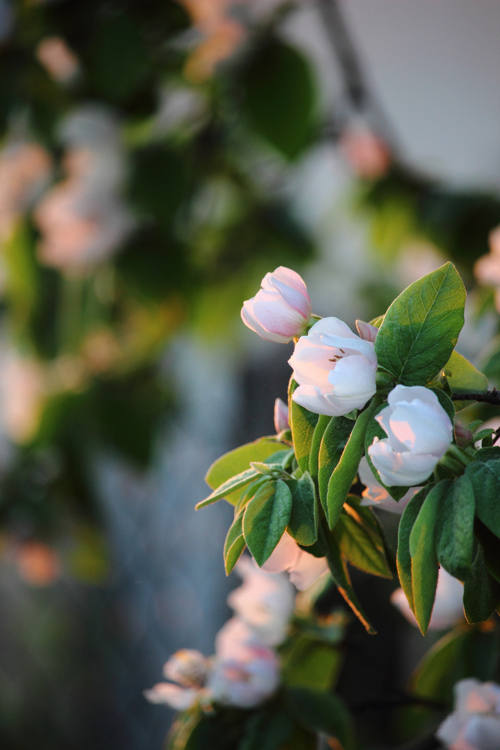 Fleurs du printemps