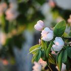 Fleurs du printemps