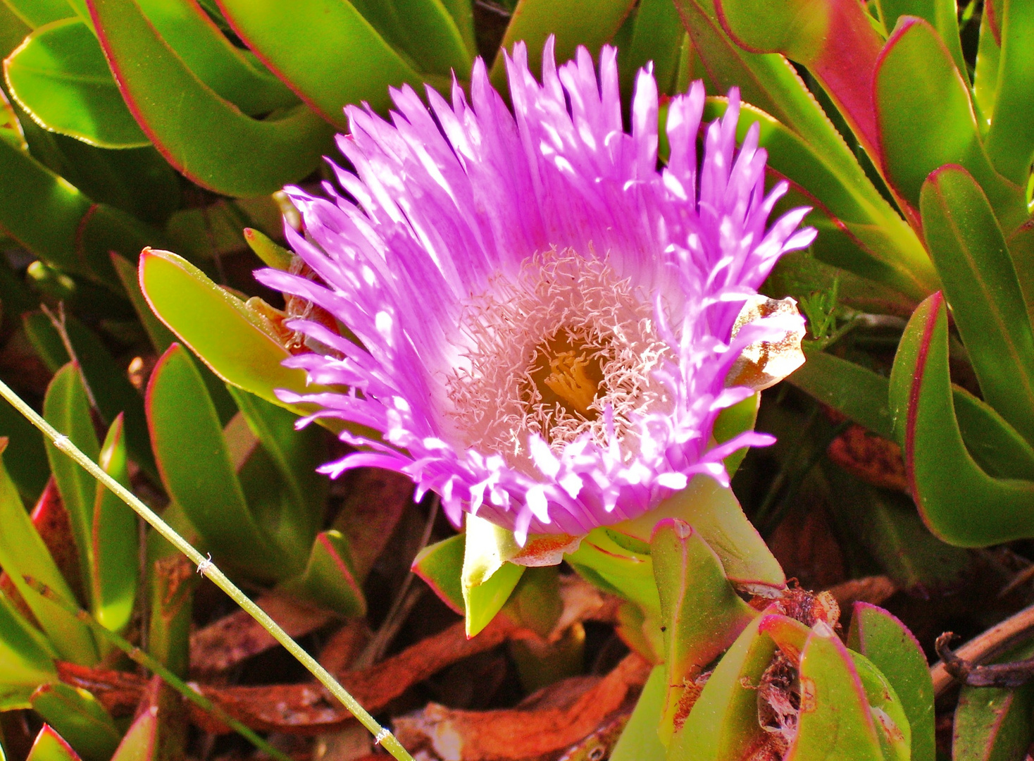 Fleurs du printemps