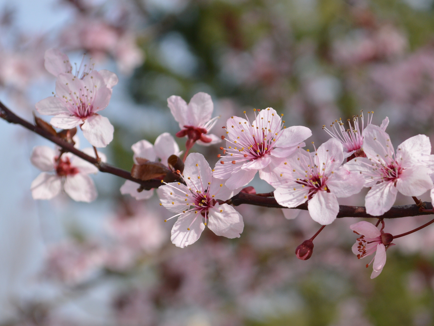 Fleurs du printemps - Jardin