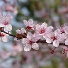 Fleurs du printemps - Jardin