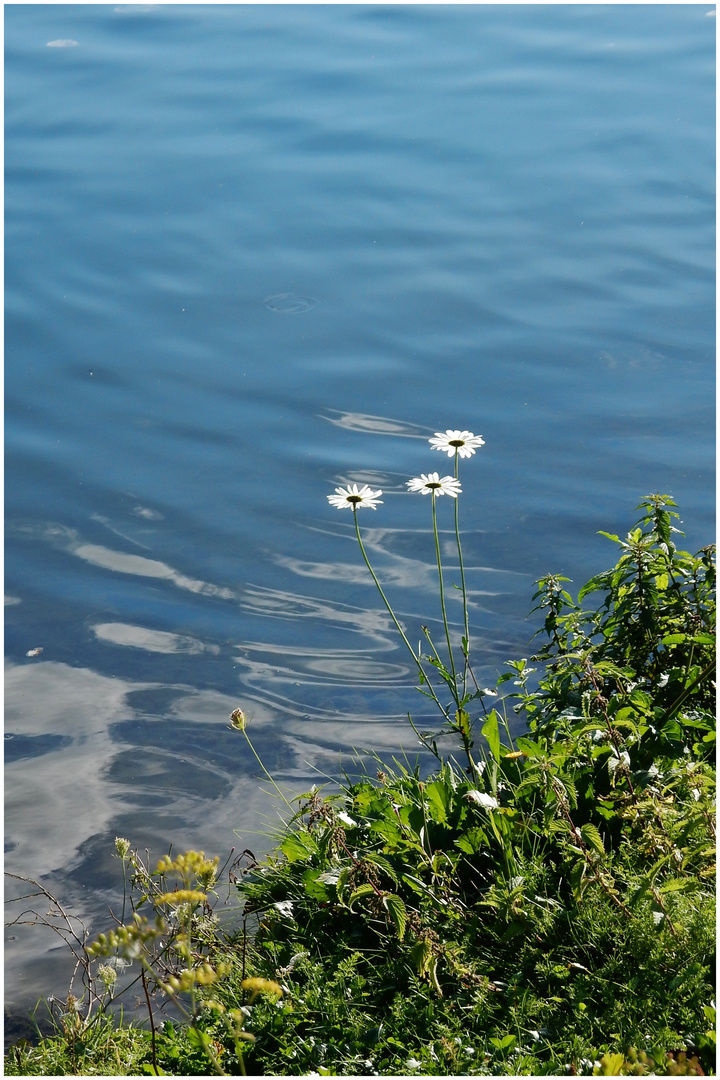 Fleurs du rivage