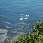 Fleurs du rivage