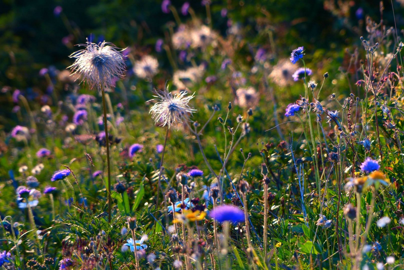 Fleurs du soir