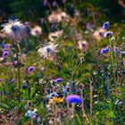 Fleurs du soir