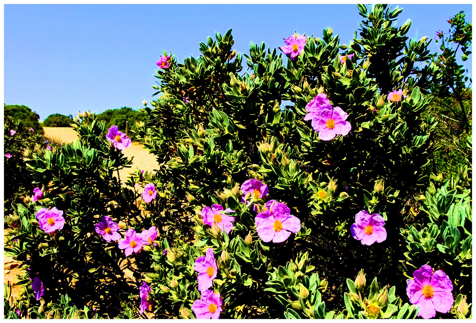 Fleurs du sud