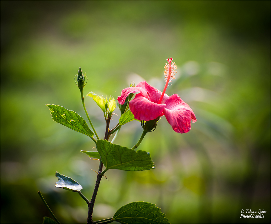 Fleurs du Taj Mahal