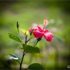 Fleurs du Taj Mahal