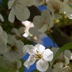 Fleurs du verger