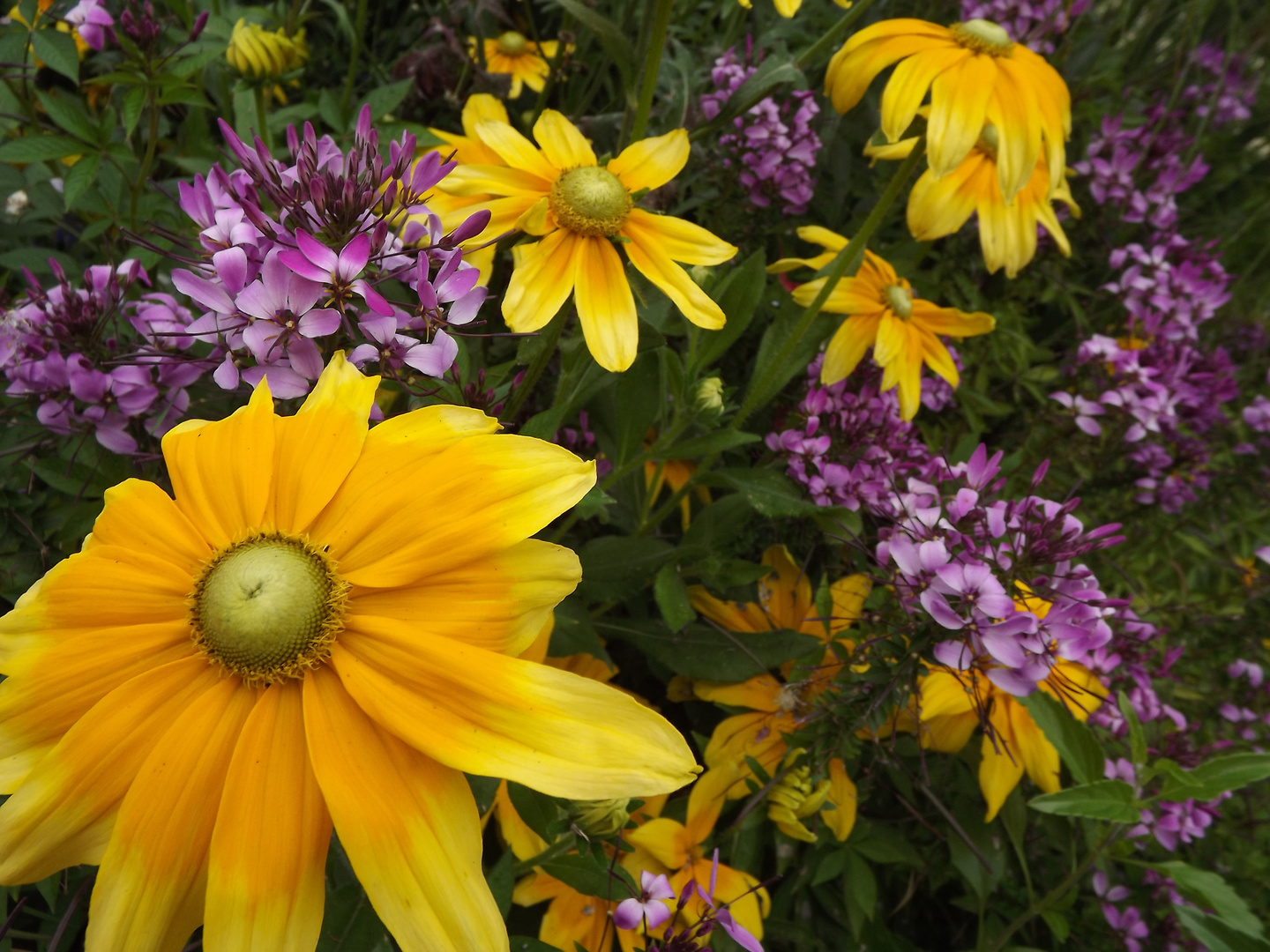 Fleurs d'un parterre