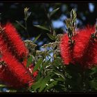 " Fleurs d'un rince bouteilles dans mon jardin "