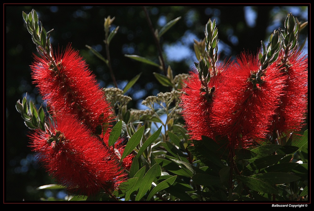 " Fleurs d'un rince bouteilles dans mon jardin "