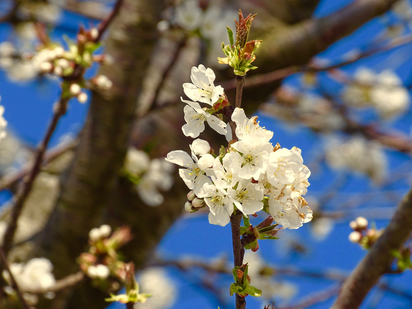 Fleurs