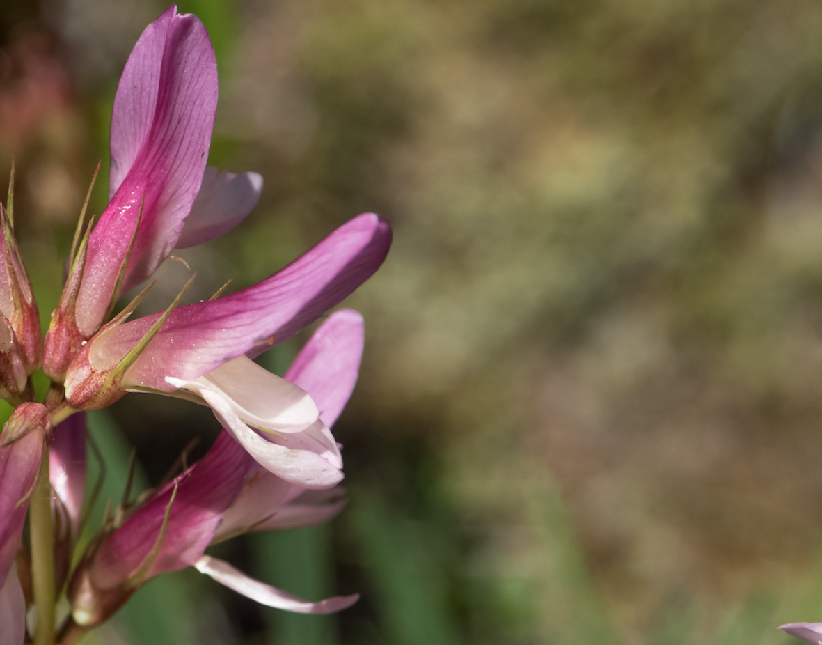 fleurs en bokeh