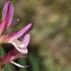 fleurs en bokeh