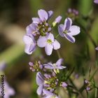 fleurs en bord de mare