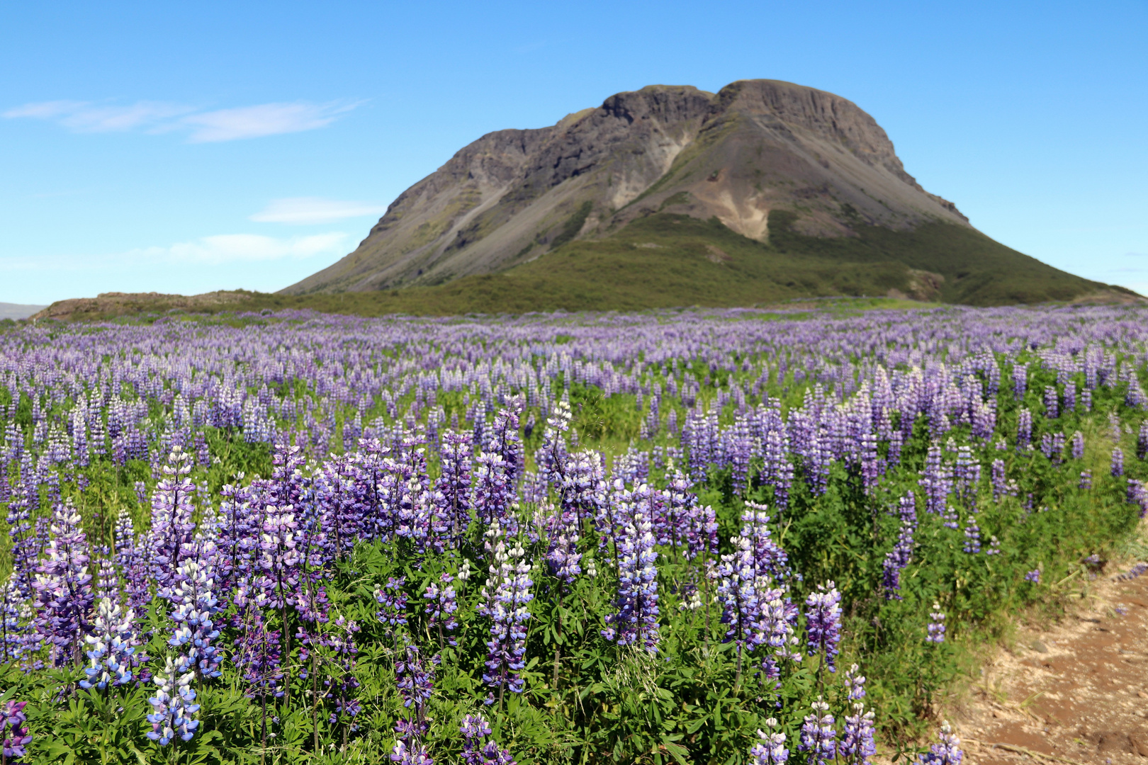 Fleurs en Islande