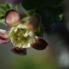 Fleurs épanouies