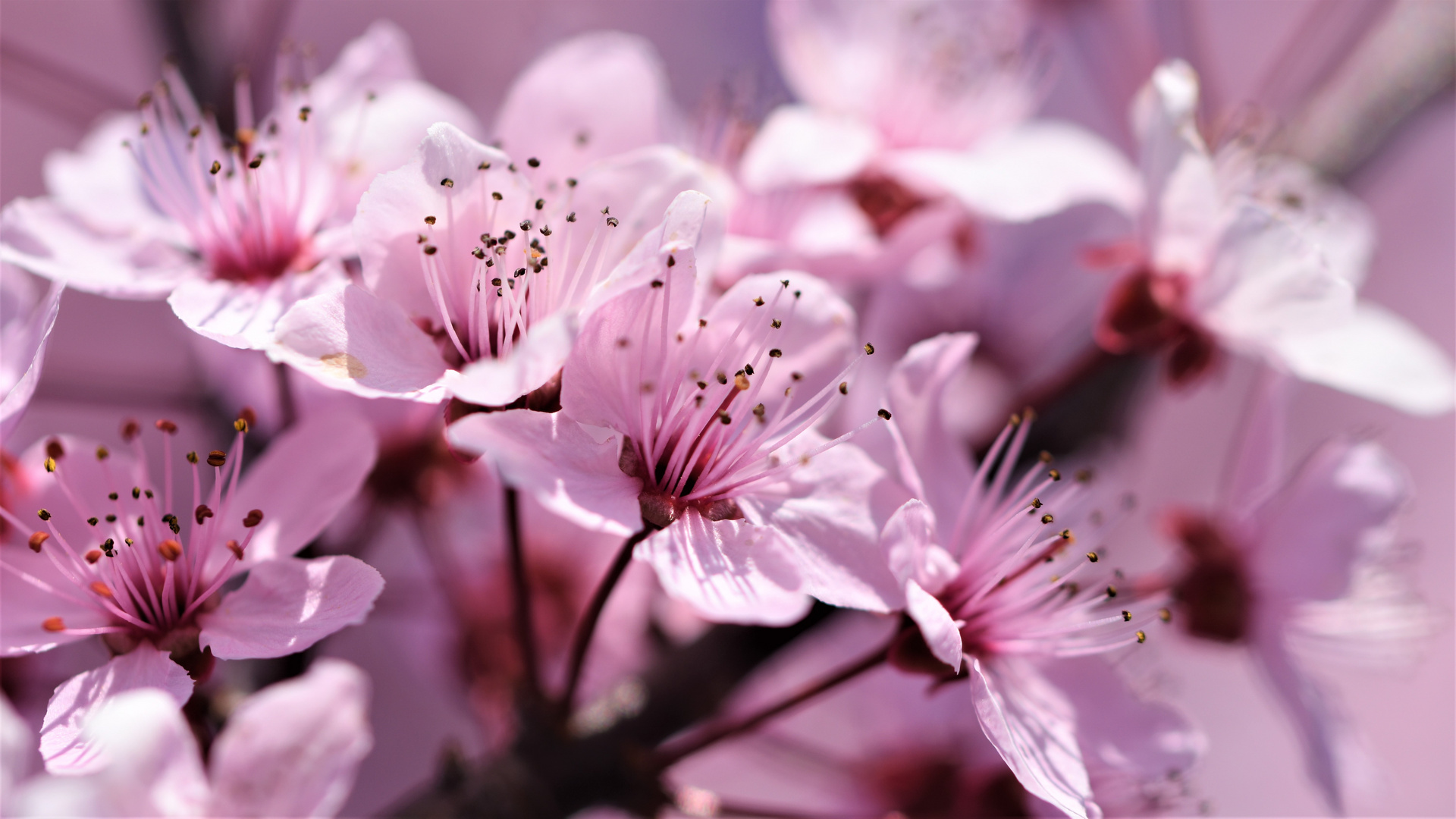 Fleurs épanouies