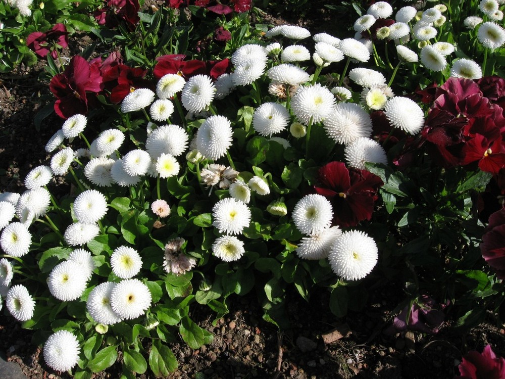 Fleurs esplanade