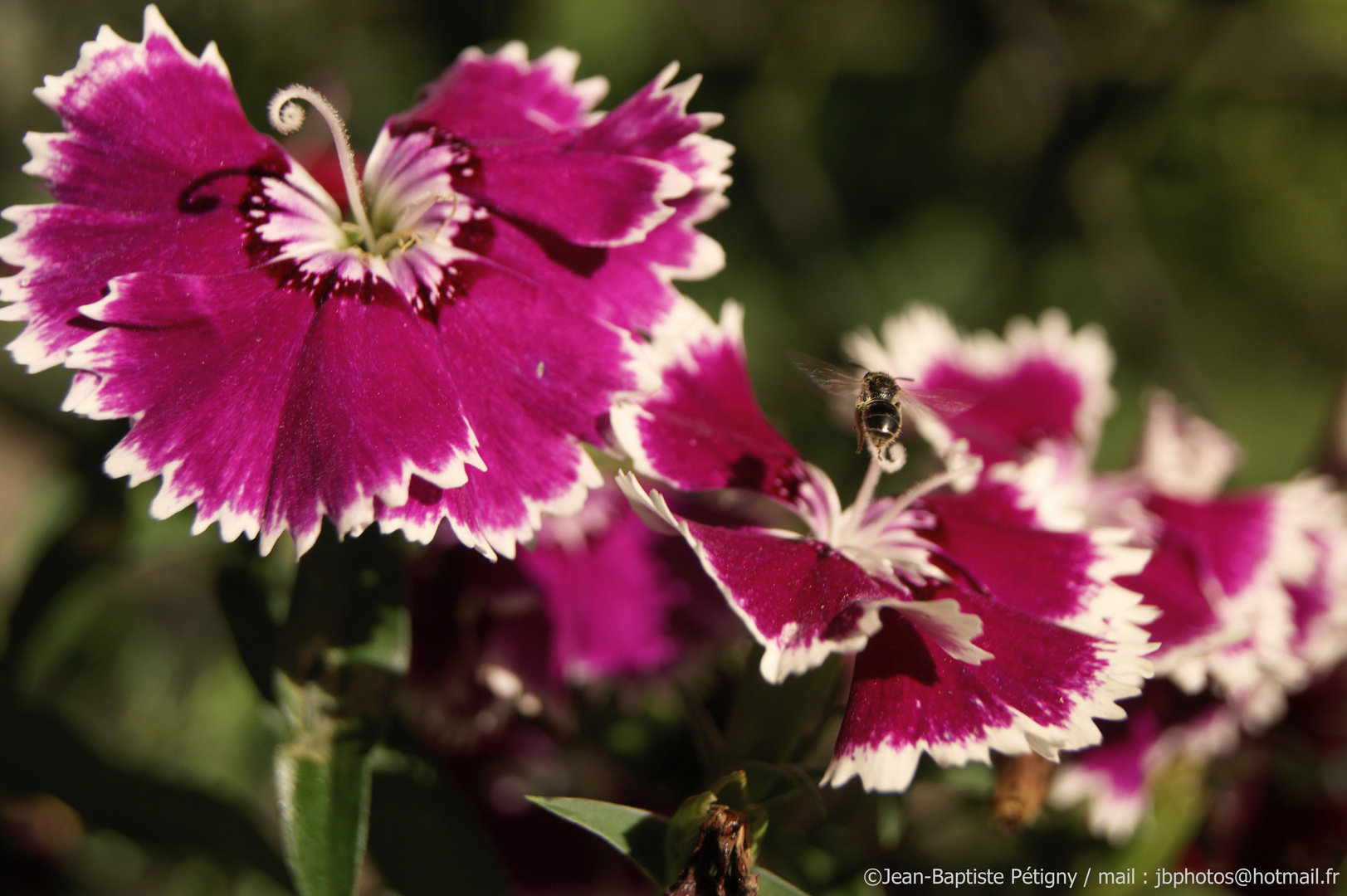 Fleurs ... et abeille