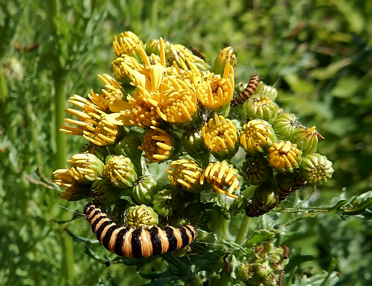 Fleurs et chenilles