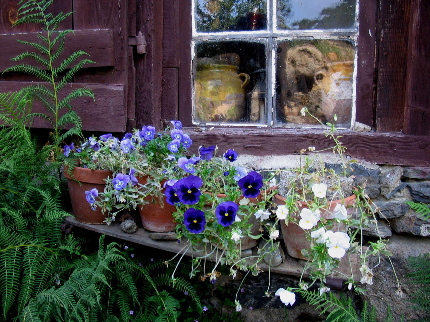 fleurs et fenêtre